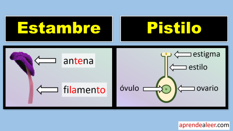 Estambre y Pistilo