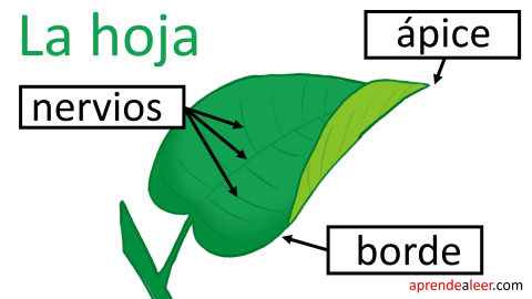 Partes de una hoja