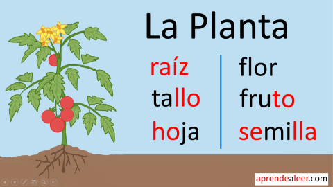 Partes de una planta