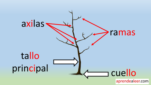 Partes del Tallo