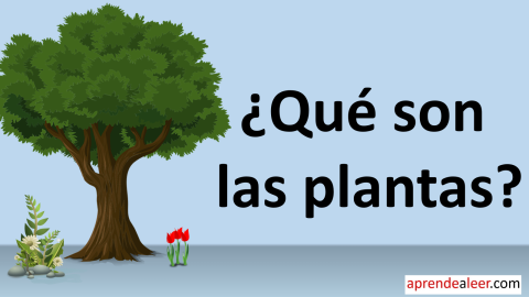 Que son las plantas