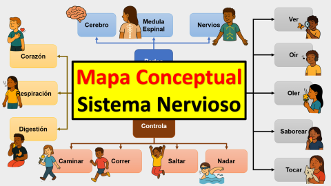Mapa conceptual del sistema nervioso