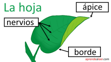 Partes de una hoja