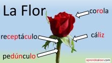 Partes de una flor