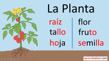 Partes de una planta