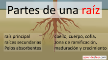 Partes de una raiz