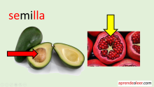 La semilla