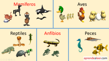 Animales vertebrados para niños mamíferos aves reptiles peces y anfibios