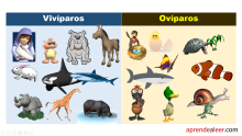 Animales vivíparos y ovíparos para niños de primaria