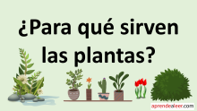 ¿Para qué sirven las plantas?